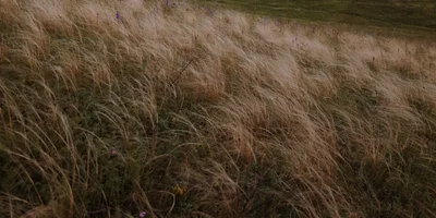 Why Rosetown, SK Might Be Your Next Home