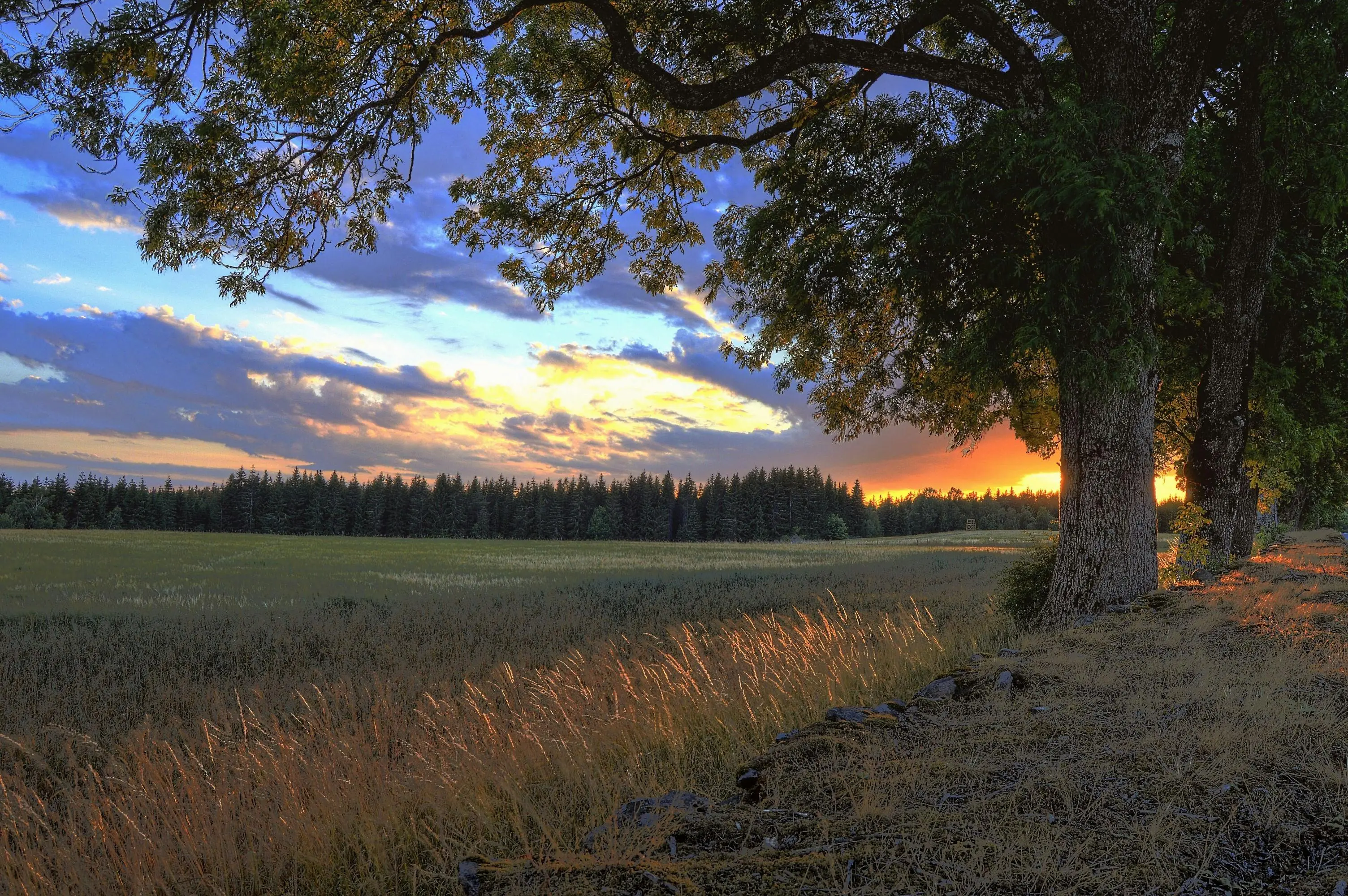 A peaceful rural field at sunset, with tall grass glowing in golden light, large trees in the foreground, and a forest lining the horizon under a colorful sky.