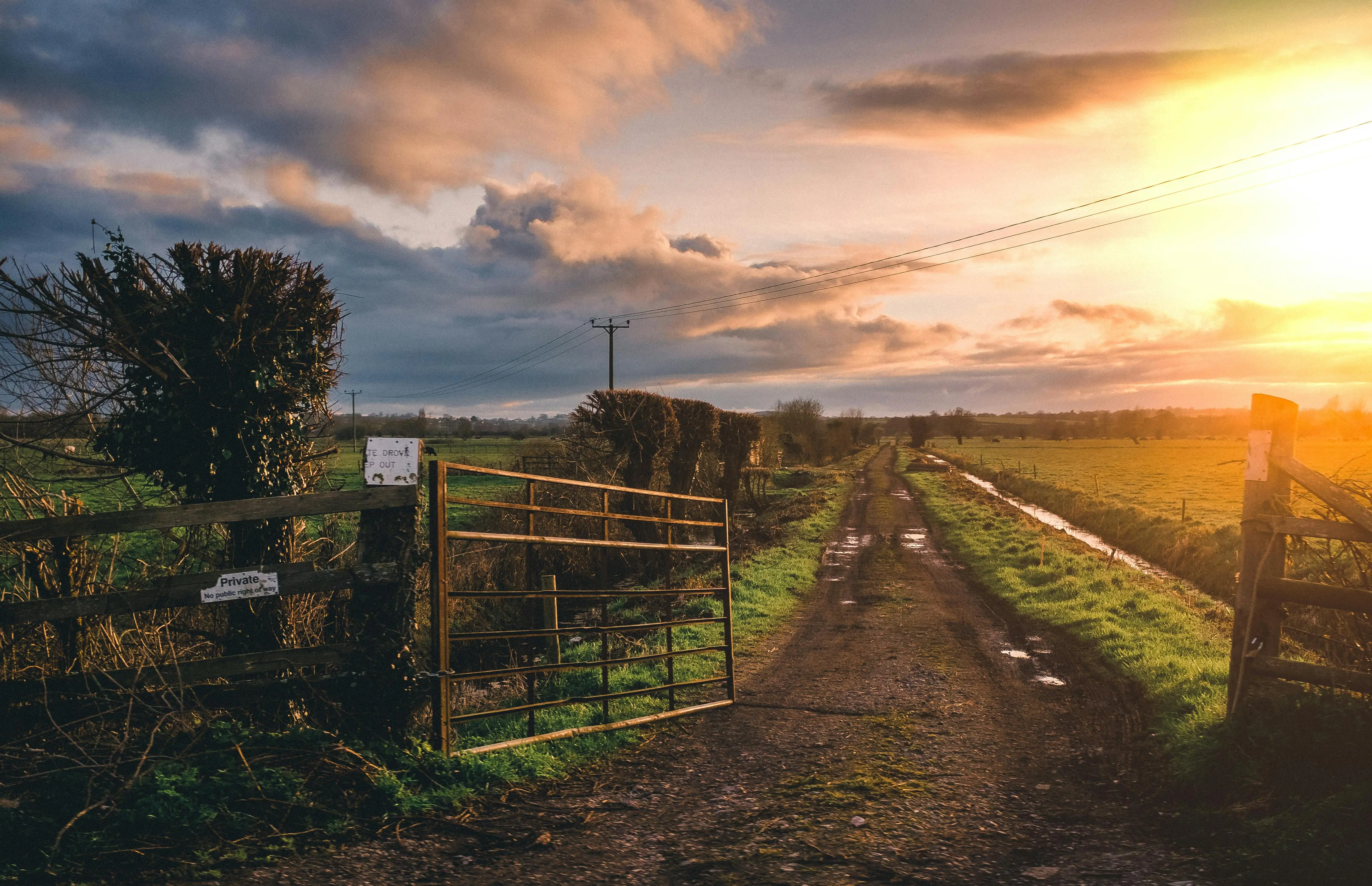 A peaceful rural field at sunset, with tall grass glowing in golden light, large trees in the foreground, and a forest lining the horizon under a colorful sky.