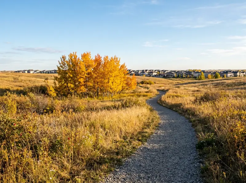 Walking trail through golden prairie grassland and yellow aspen trees near Aspen Ridge homes