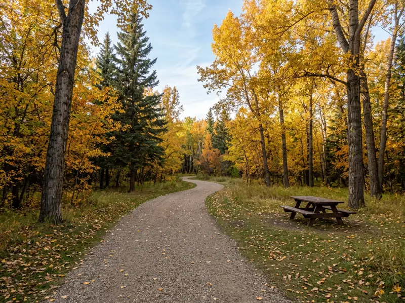 Gravel path through tall poplars and spruce with golden fall leaves near University Heights
